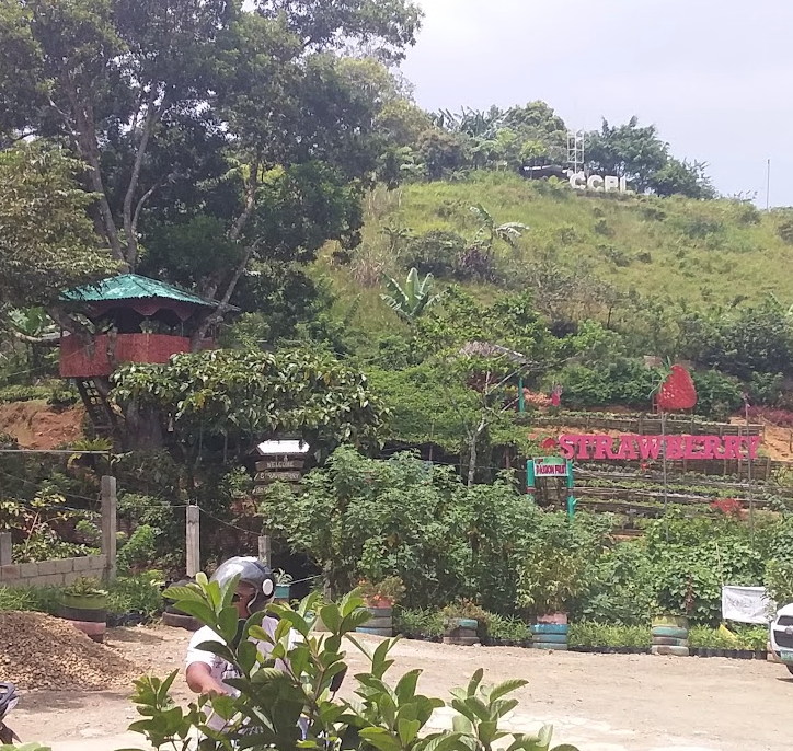딸기농장