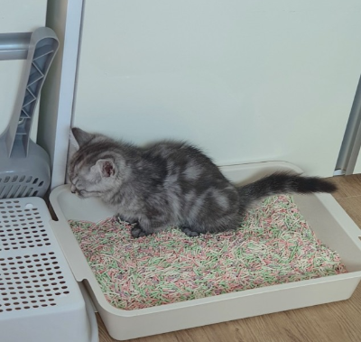 생후 한 달 된 아기 고양이 별찌가 얕은 배변통에서 화장실 훈련을 하고 있는 모습