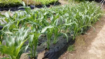 옥수수 키우는 법 품종 파종 수분수 당도 올리는 비결_9