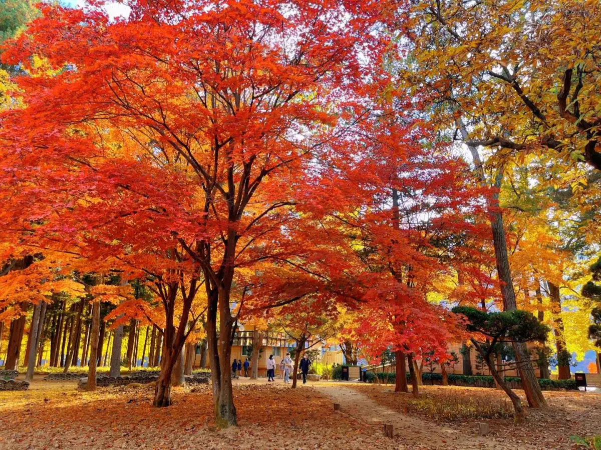 남이섬 단풍 시기