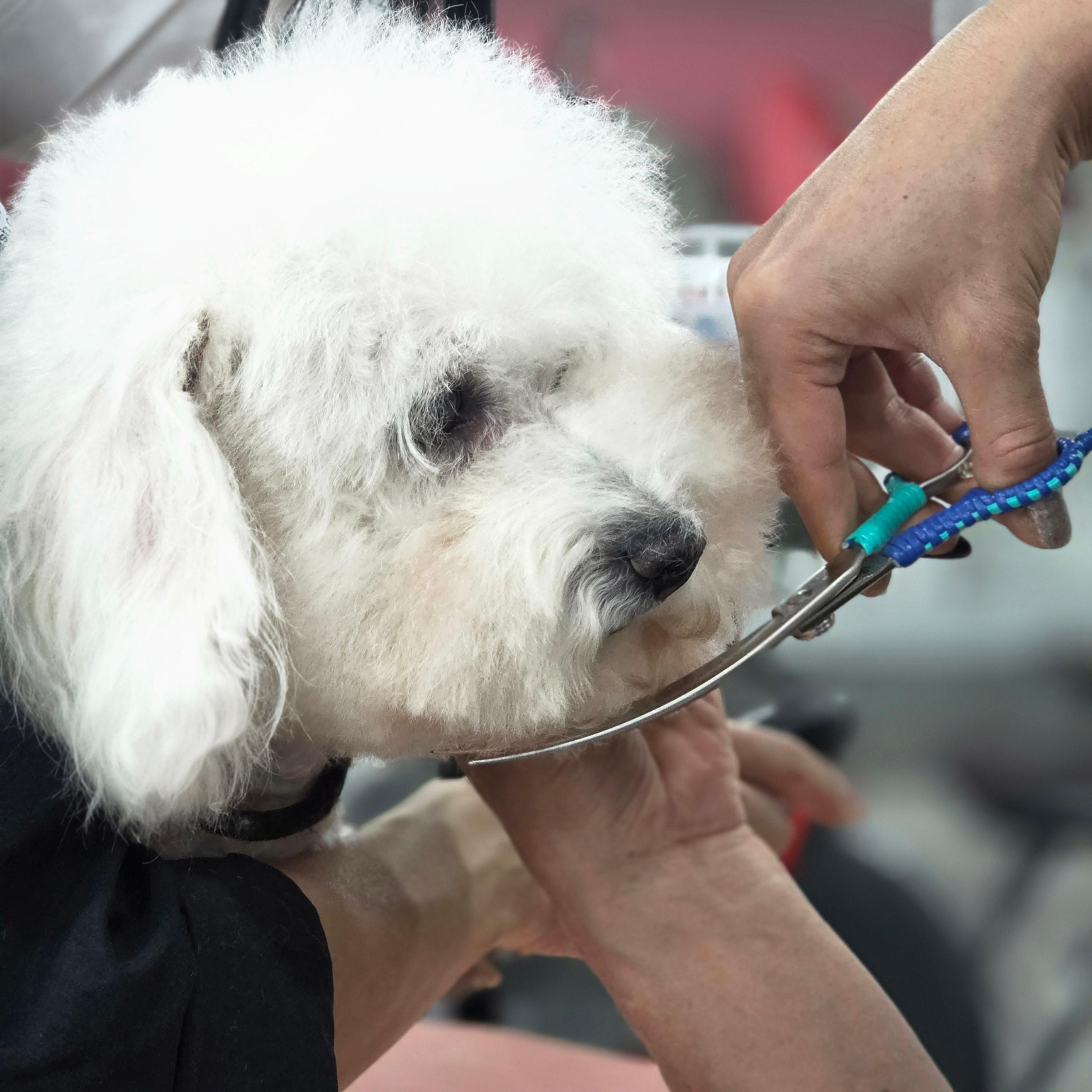 광명애견미용학원