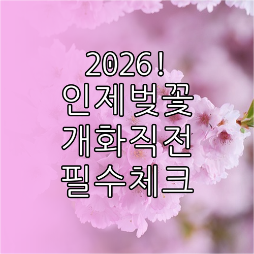 2026년 인제 벚꽃 개화 시기 및 ..