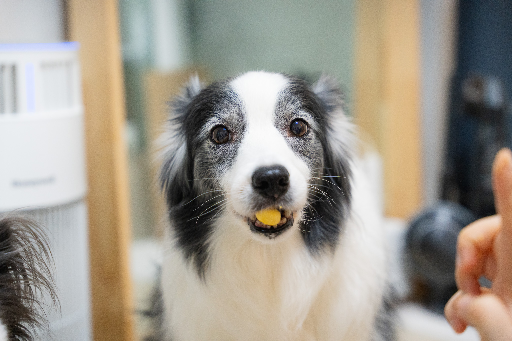 고양이 강아지 간식 고로고로 동결건조 메추리 노른자
