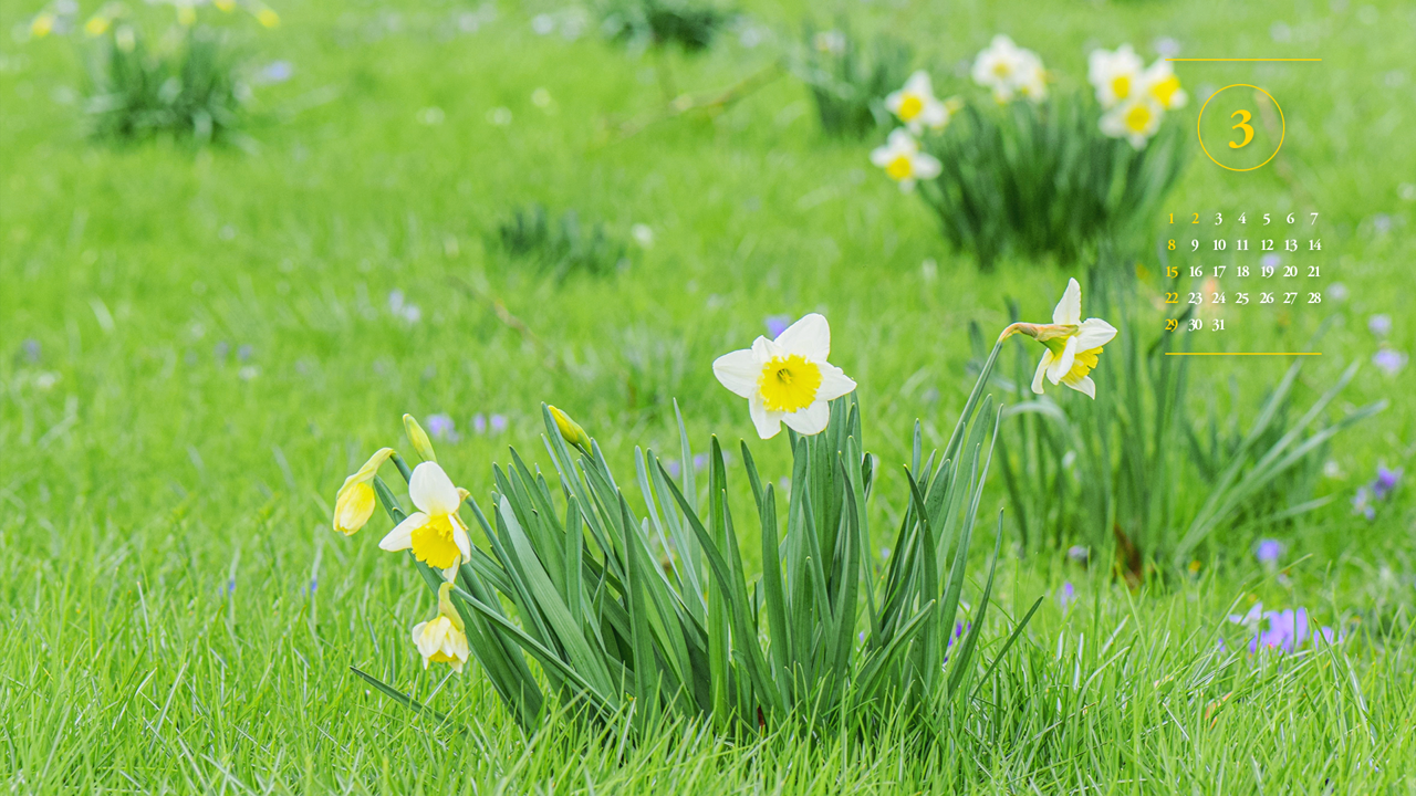 08 흰색 수선화 A - 2026년3월 달력배경화면