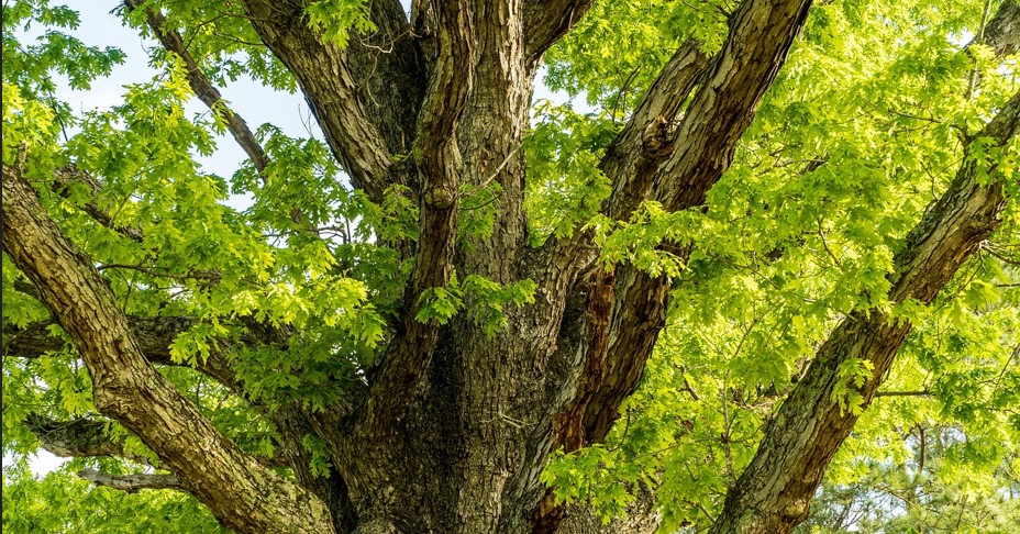 굵고 오래된 나무와 그 가지에 푸른 잎이 무성하게 피어있는 사진