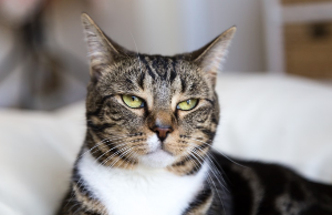 기분이 언짢은 듯한 얼굴의 고양이