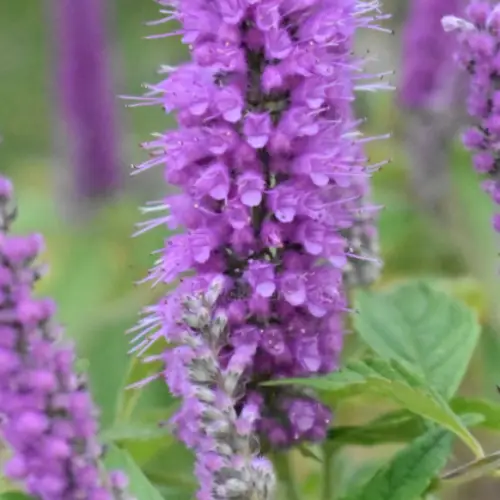 향유 꽃 (Elsholtzia ciliata Flower)