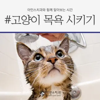 고양이 쉽게 목욕하는 방법과 준비 요령_14