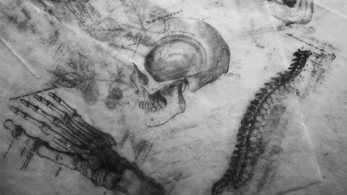 Basics of Human Anatomy and Physiology 11