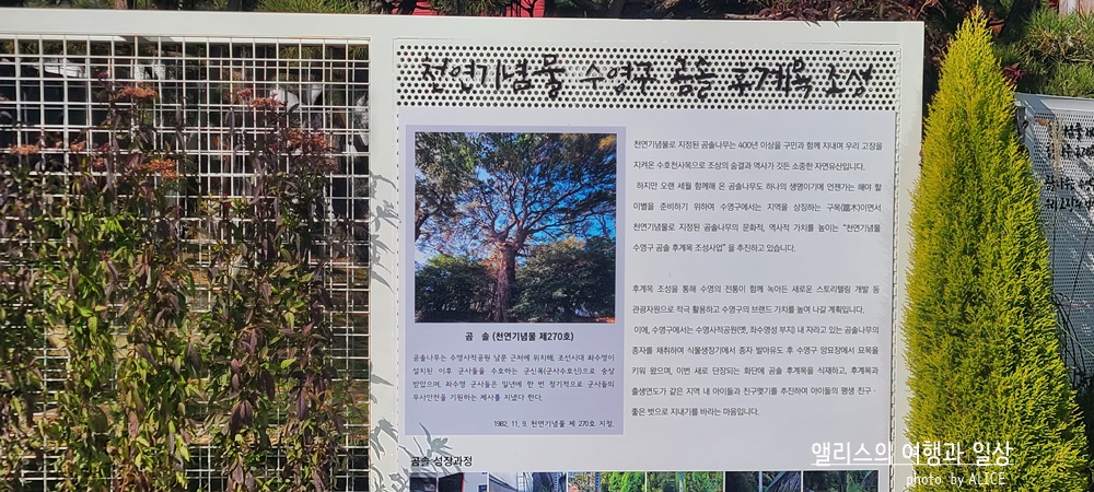 부산 켄트호텔 주변 가볼만한 곳 광안리 공원