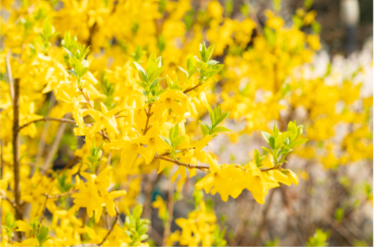 구례 산수유 꽃 축제