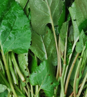 취나물 효능 부작용 칼로리 고르는법