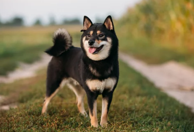 시바견/출처:어도비스톡