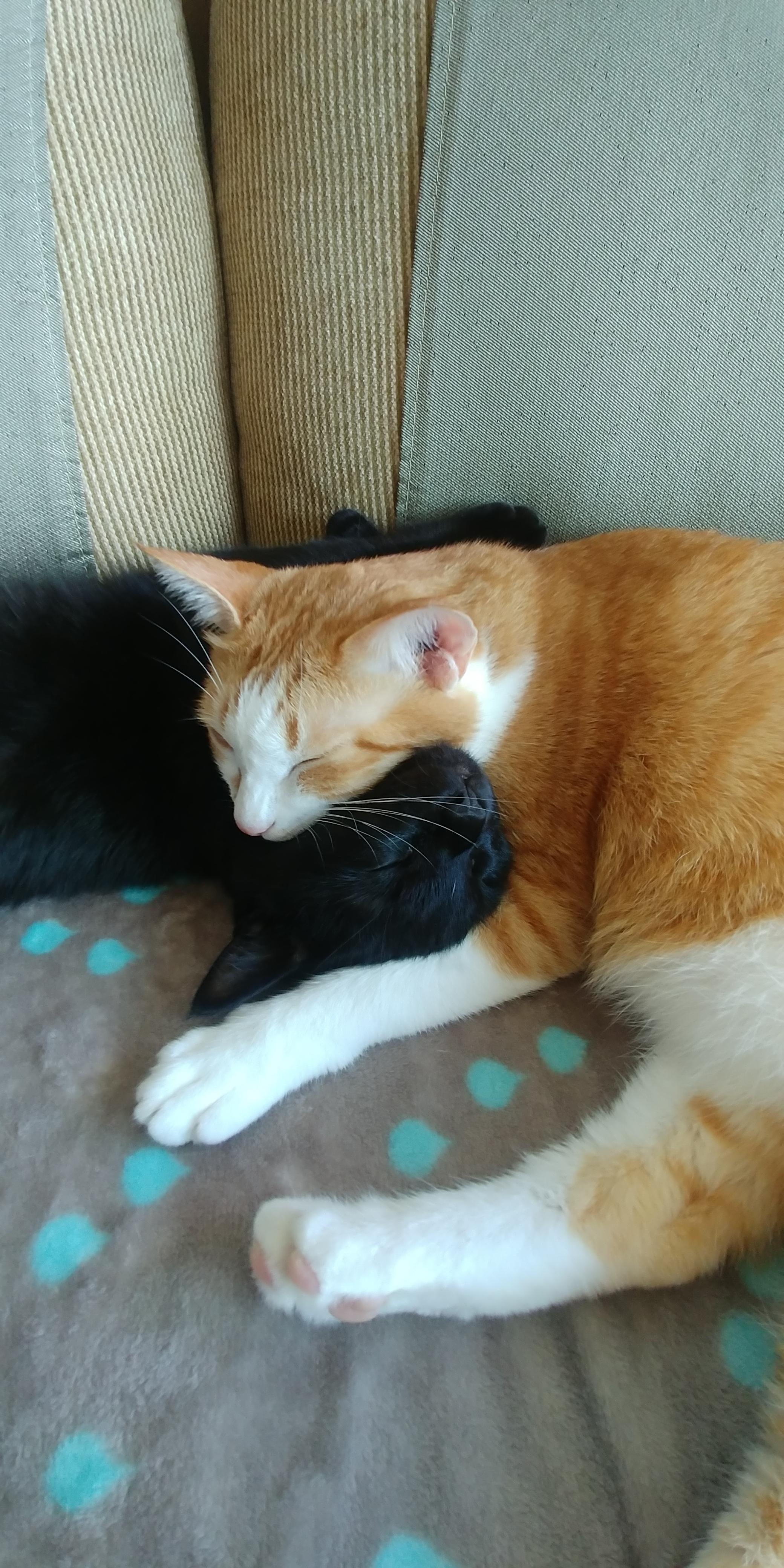 사이좋은 고양이들. 우리집 1호, 2호 공식 커플.