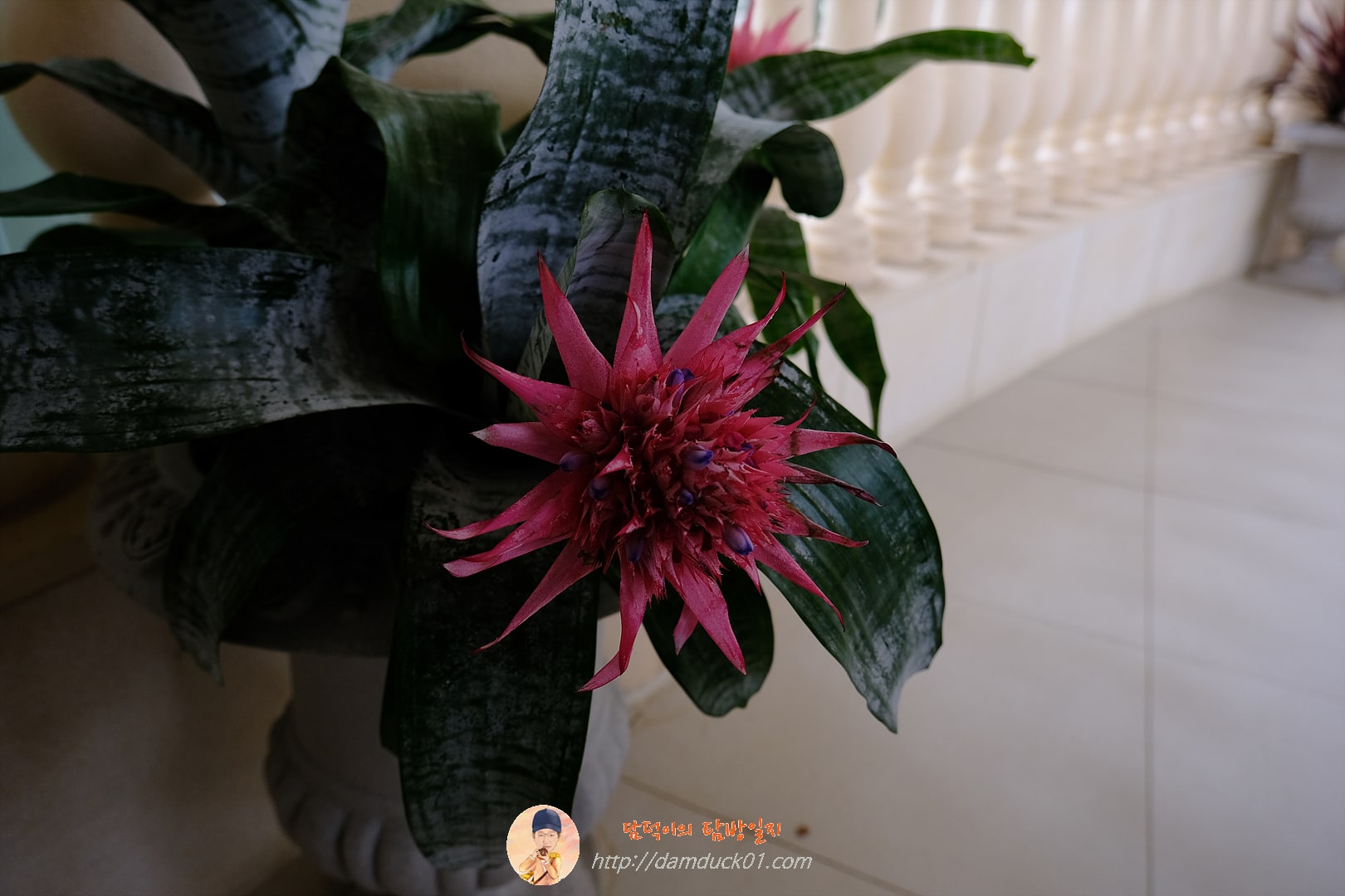 일월수목원 전시온실