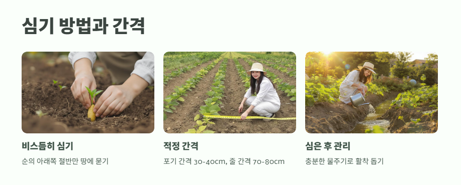 고구마 심는 시기 알아보기 9