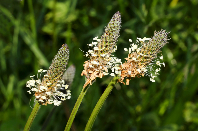 차전자피 효능 먹는법 부작용 (2주 섭취 후기)