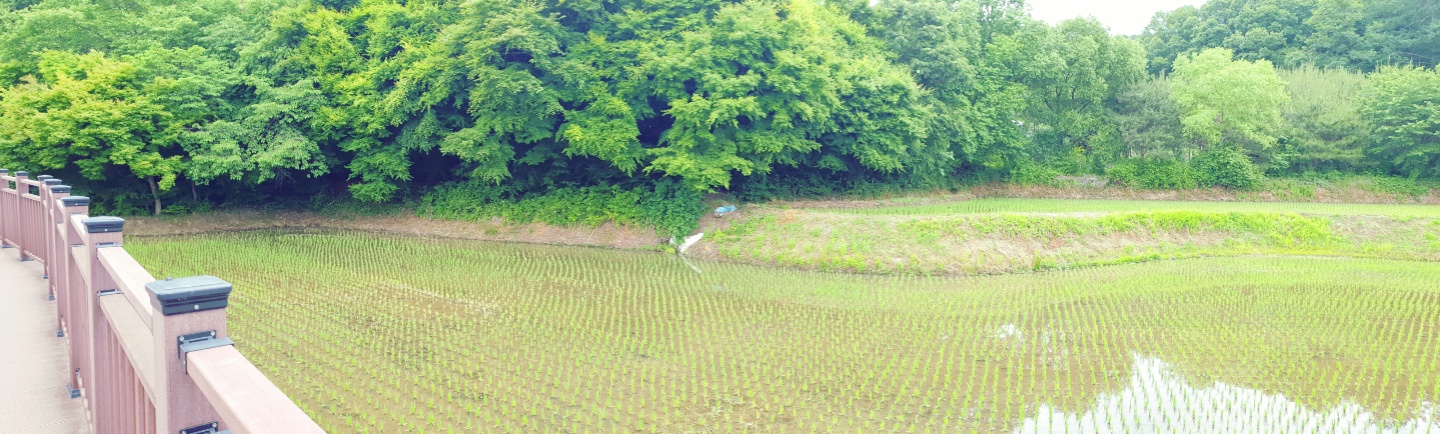 백운호수_논
