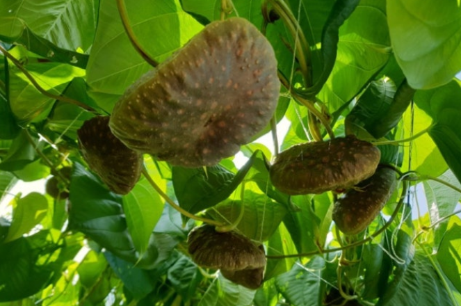 열매마가 열린 모습