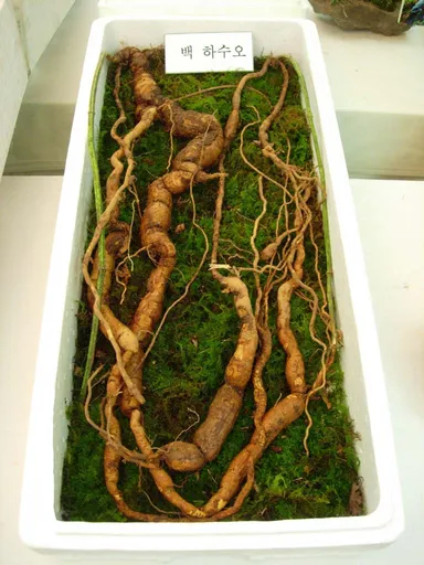 혈압조절,자연식품,고혈압,심혈관계,한방차