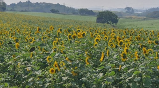 폭삭속았수다 촬영지 유채꽃밭 고성 학원농장 방문 관련 사진