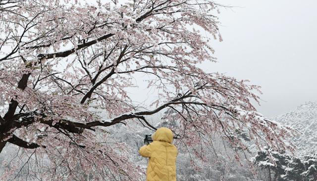 4월 패딩, 4월 눈꽃