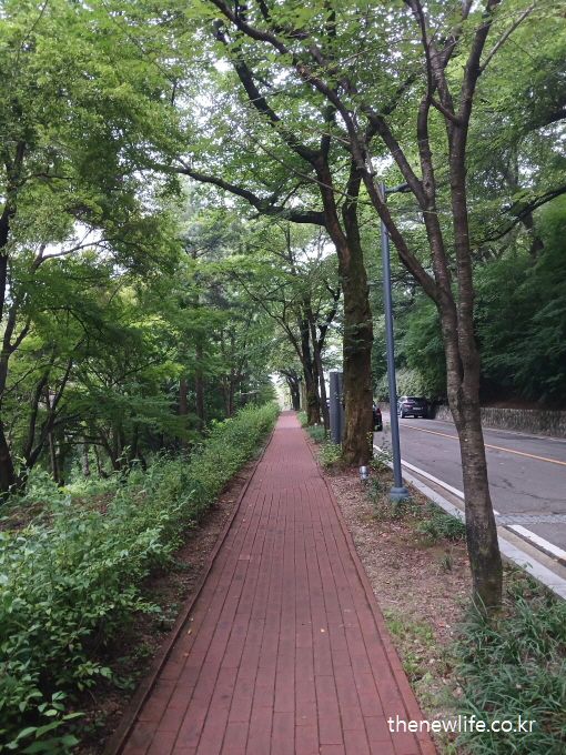 A tree-lined path beside the road – calming walk helps soothe symptoms of heatstroke./도로 옆 나무 그늘이 있는 산책길 – 더위 먹었을 때 증상을 가라앉히는 데 도움