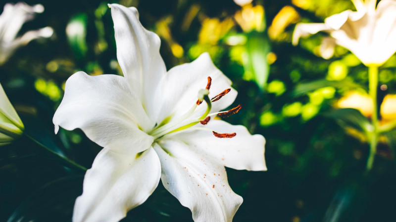 일별 탄생화 : 6월