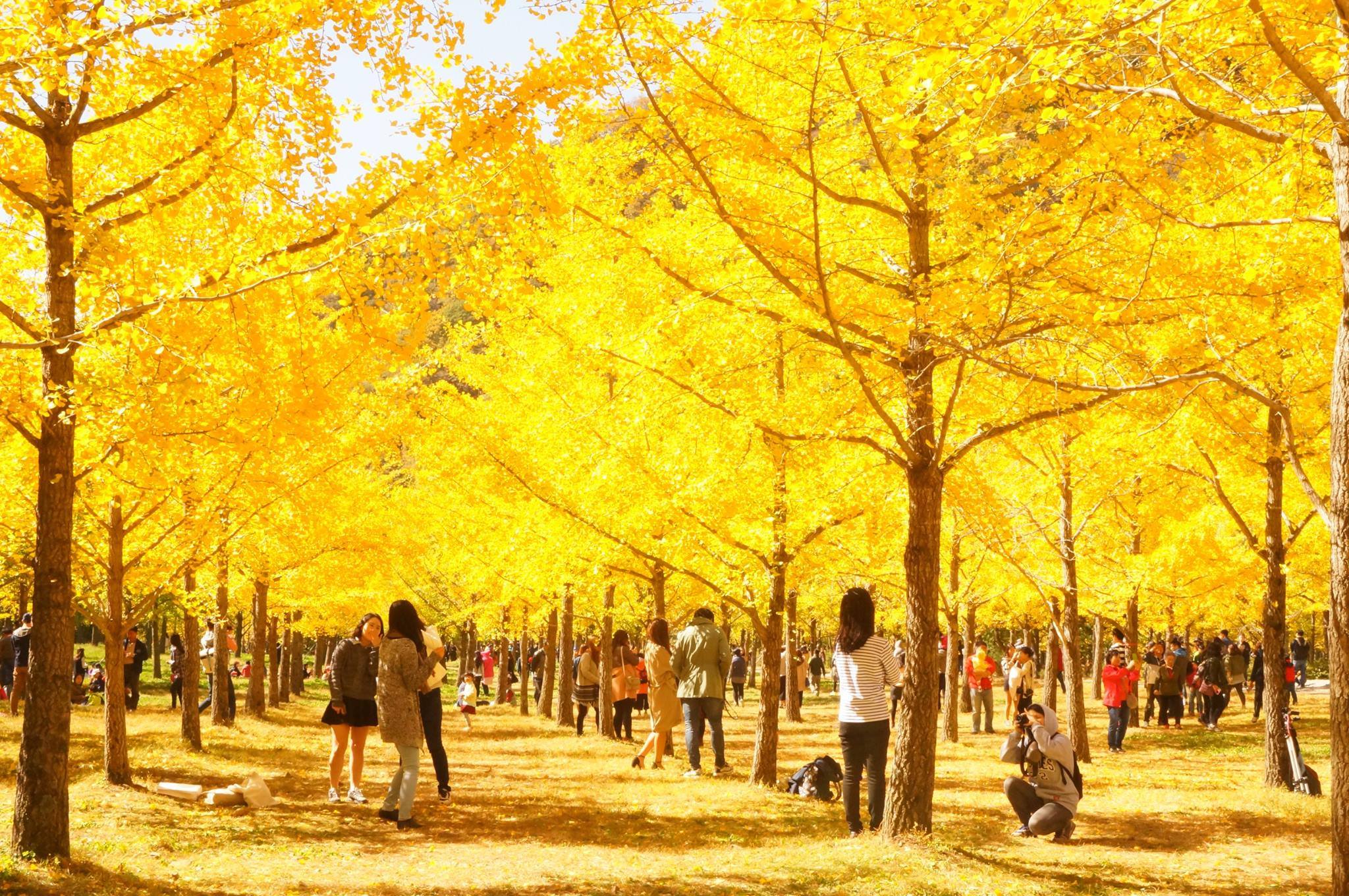 홍천 은행나무숲