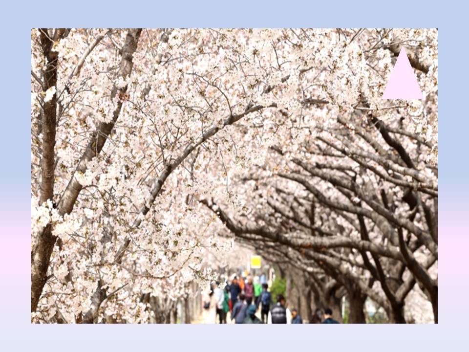 2025 목포 벚꽃 개화시기, 축제 일정과 명소 추천