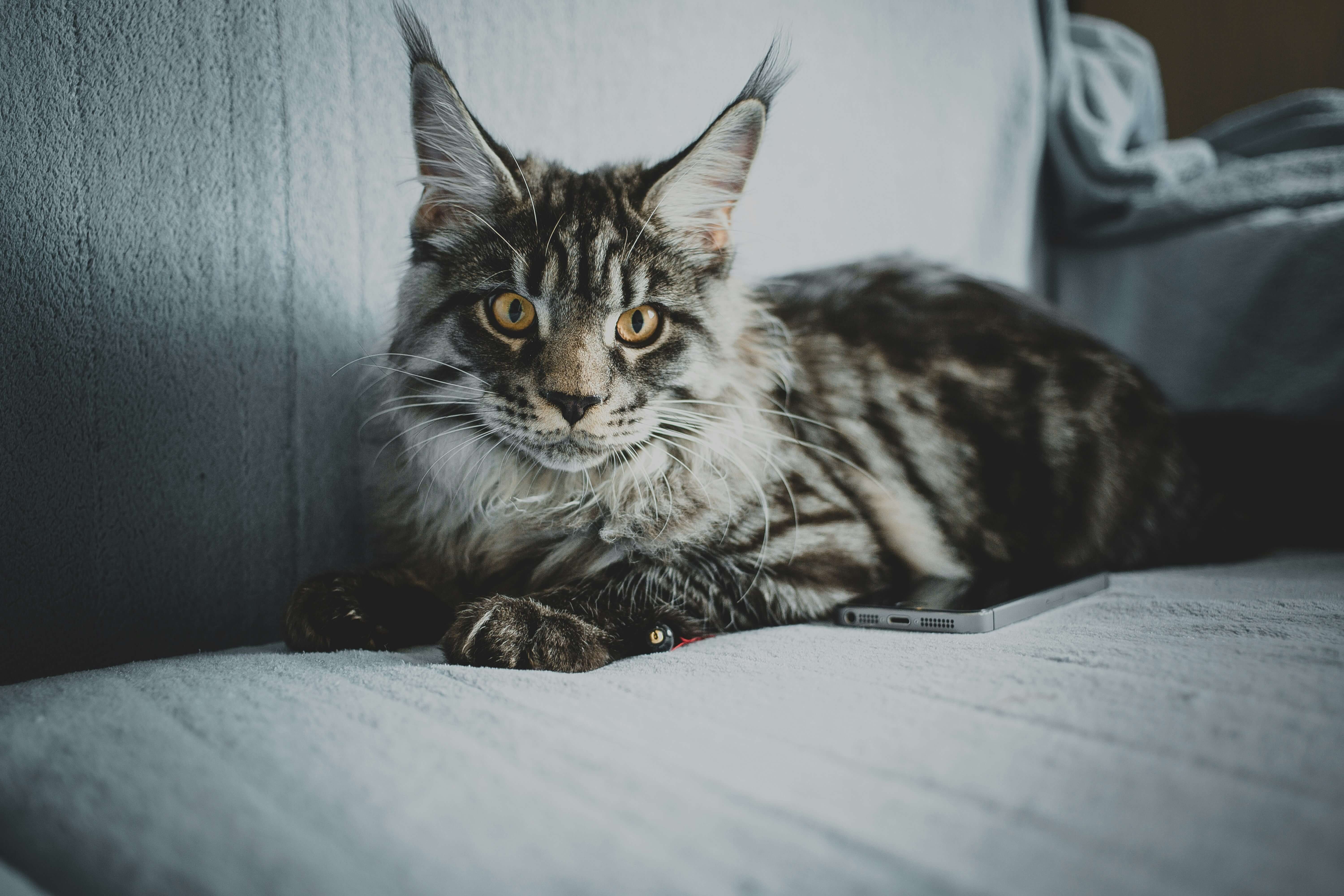 메인쿤 고양이