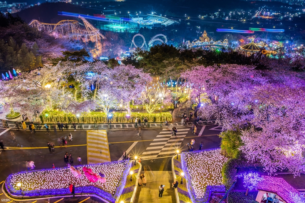 대구-이월드-벚꽃축제