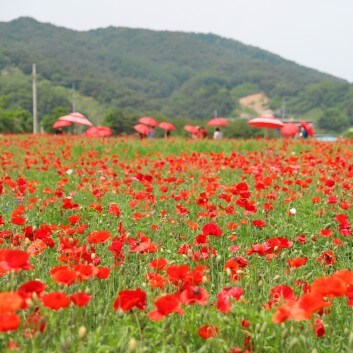 양귀비 꽃양귀비 구분