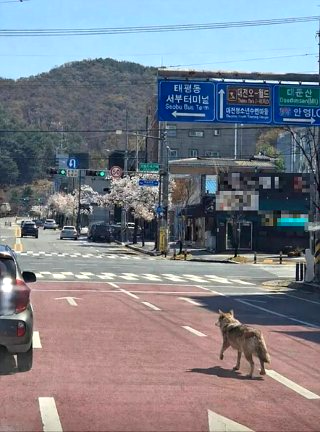 늑구 대전 오월드 탈출 수컷 늑대 청주 드론 수색
