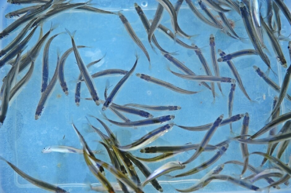 2025 빙어 송어 축제 예약정보 홈페이지 공지사항