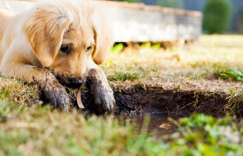 강아지 나이 계산법 완벽 정리 24