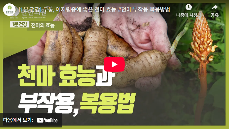 천마의 효능과 부작용, 복용방법