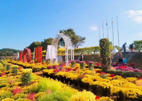 장성 황룡강 노란꽃잔치