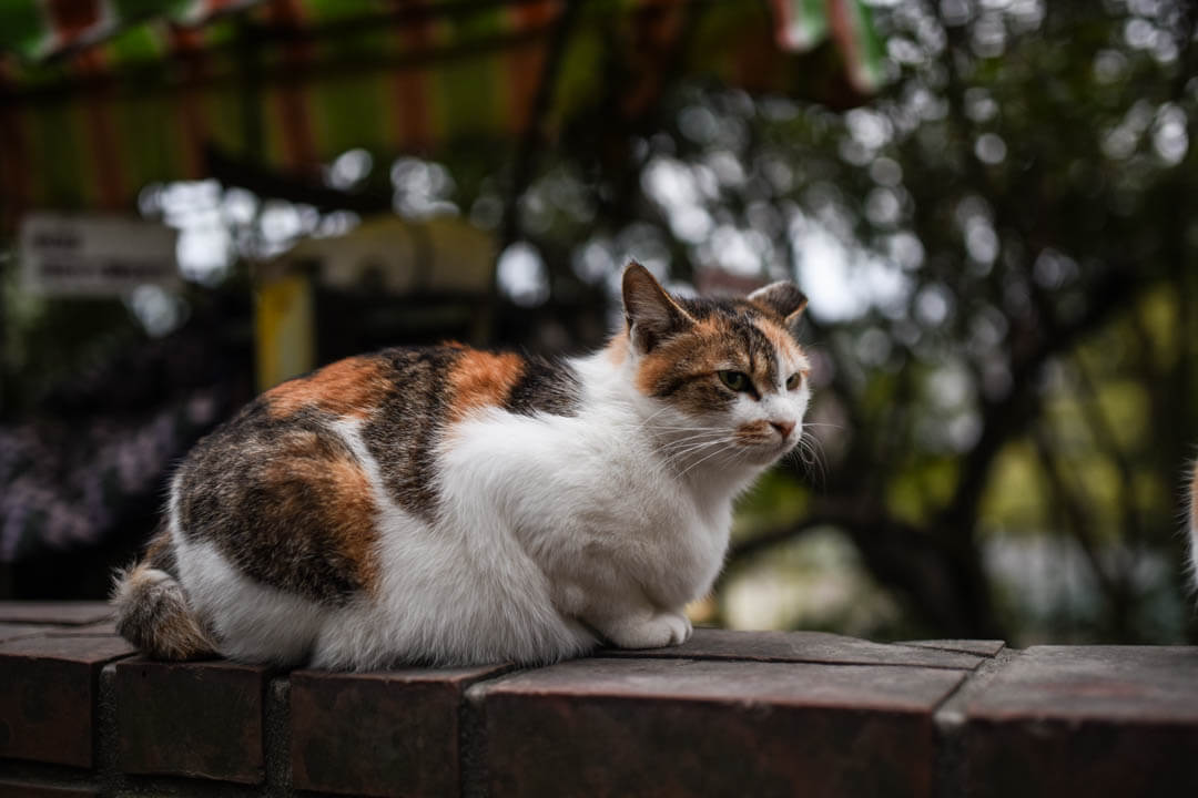 철학의 길 고양이