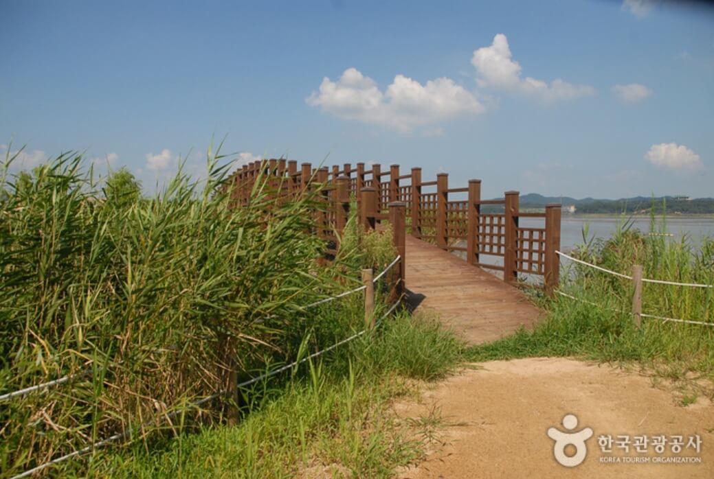 서천 가볼만한곳 베스트10 신성리 갈대밭