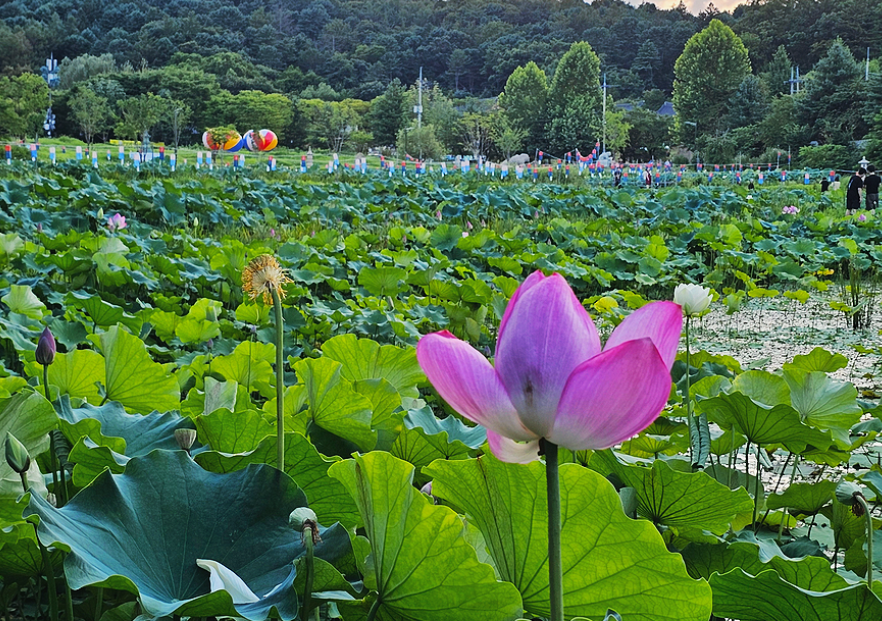 봉선사연꽃단지