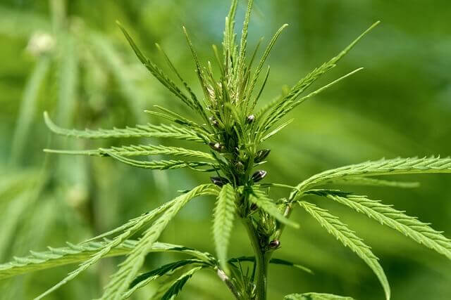 대마 종자유 금기사항 꼭 알아두세요!