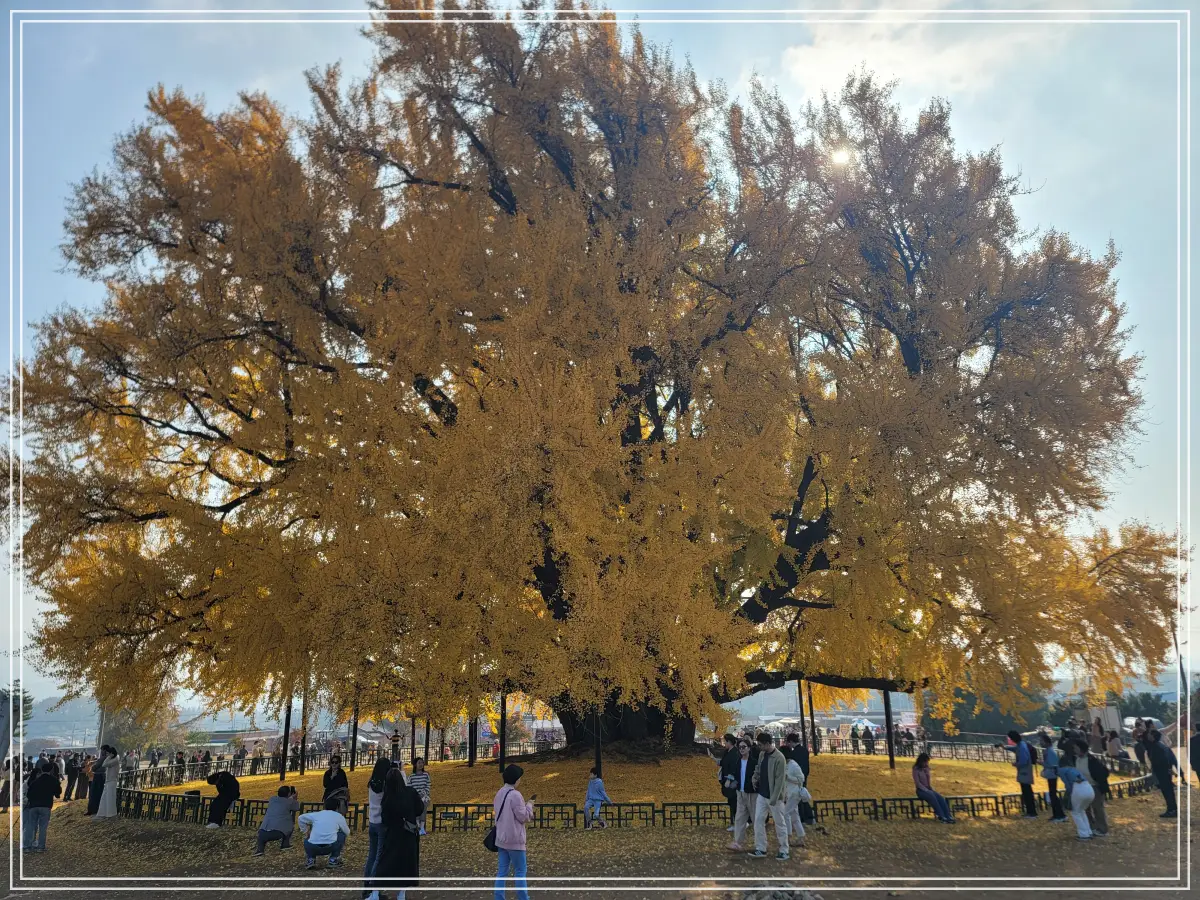 반계리-은행나무-햇빛-차단-모습