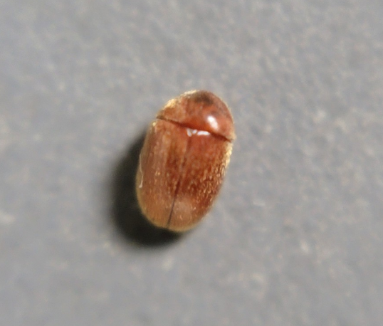 세스코 권연벌레,세스코 권연벌레 가격,권연벌레 퇴치 방법,권연벌레 살충제,권연벌레 박멸,권연 침벌 퇴치