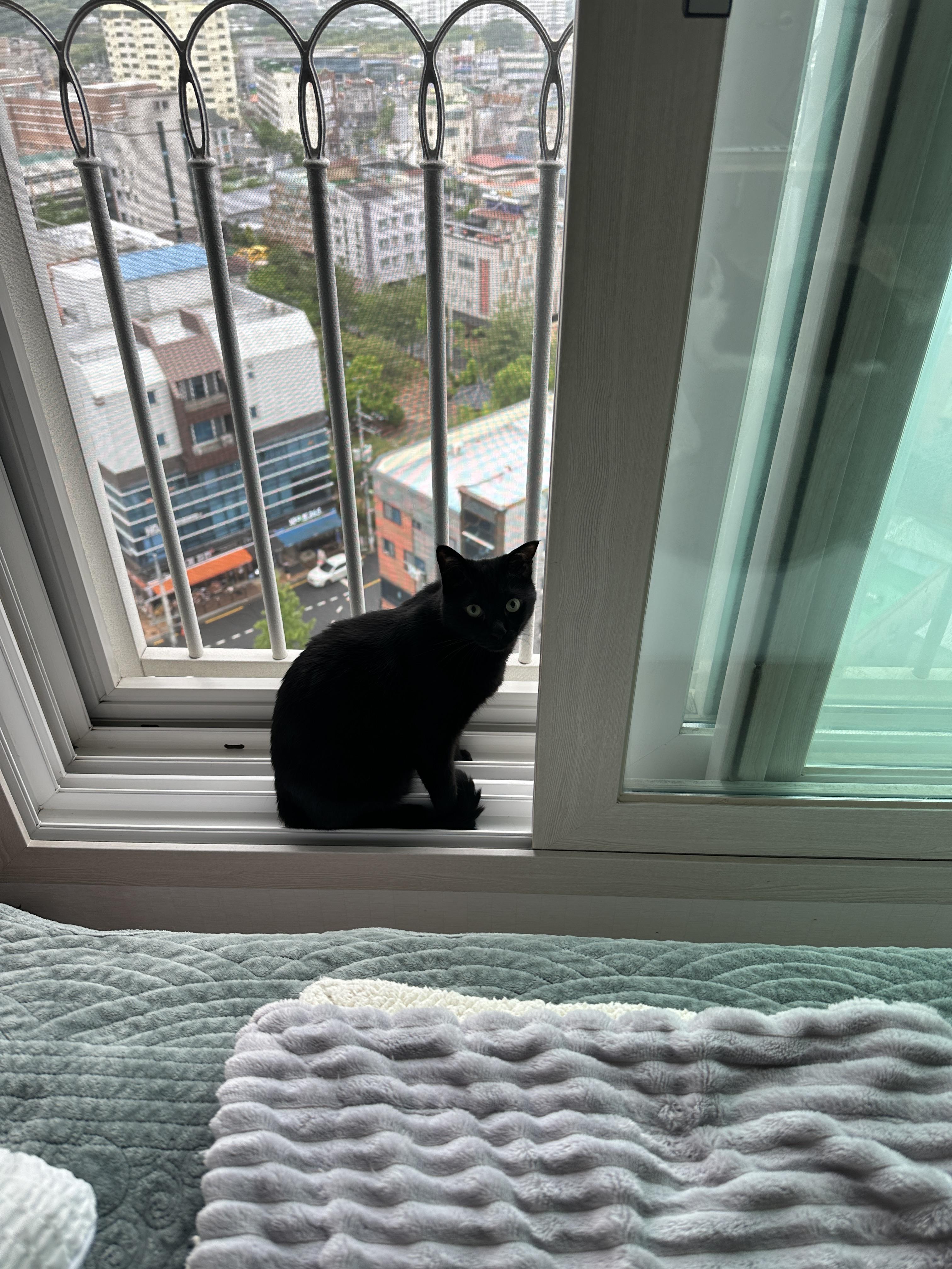 센티한 건이 모음.. (feat. 문화생활 즐기는 고양이 건이)