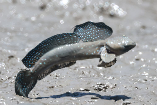 걸어다니는 물고기 '말뚝망둥어'의 개성과 서식지