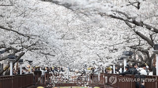 2026 벚꽃 개화시기 언제? 전국 명소 완벽 정리