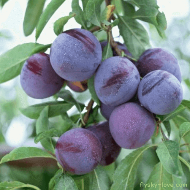 여름 제철 과일 피자두