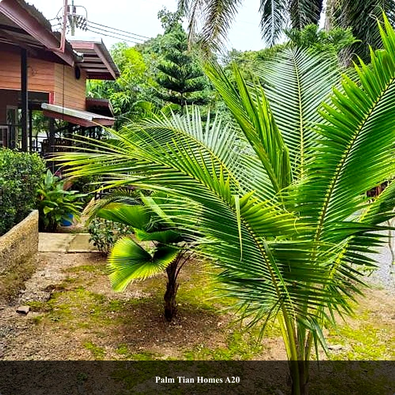Palm Tian Homes A20_4