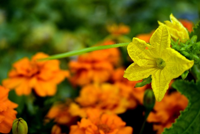 물 없이 담그는 오이지 50개 레시피